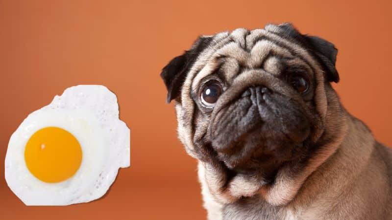 Can Dogs Eat Egg Yolk