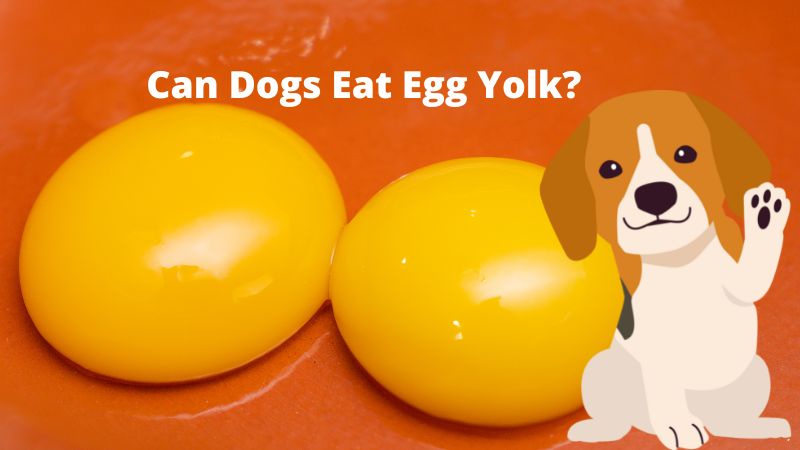 Can Dogs Eat Egg Yolk