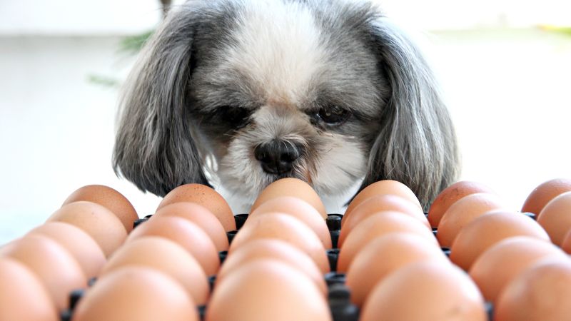Can Dogs Eat Eggs Every Day 