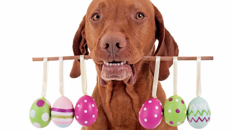 Can Dogs Eat Eggs Every Day