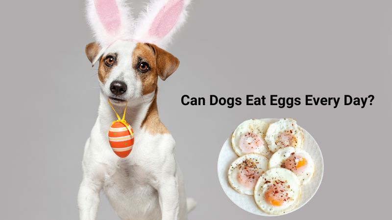 Can Dogs Eat Eggs Every Day?Here’s Everything You Need to Know