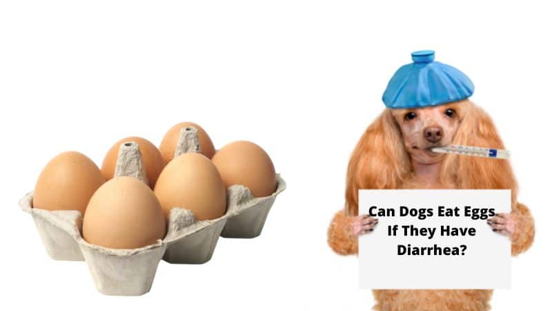 Can Dogs Eat Eggs During Diarrhea?