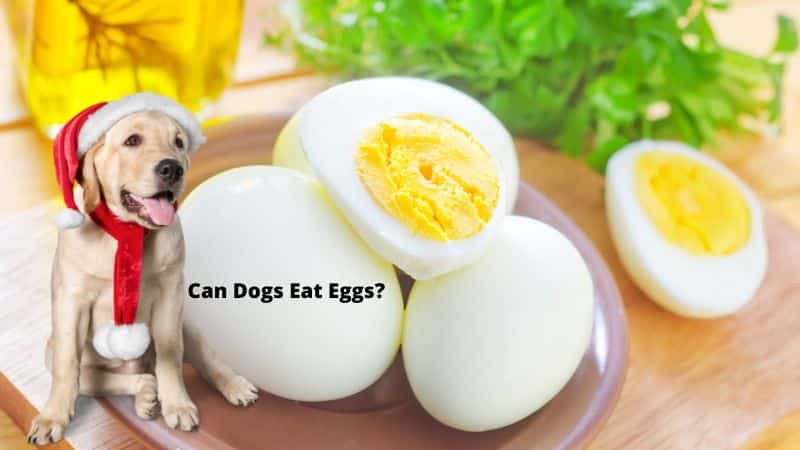 Can Dogs Eat Eggs