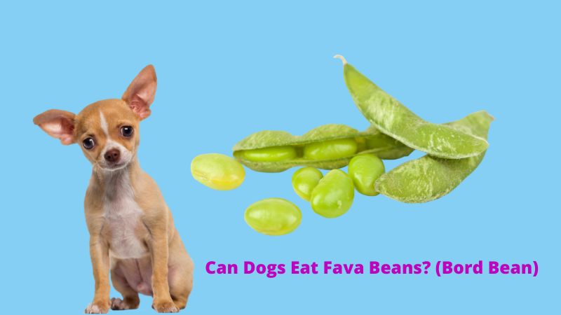 Can Dogs Eat Fava Beans (Bord Bean)?Canine Diet & Health