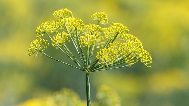 Can Dogs Eat Fennel 