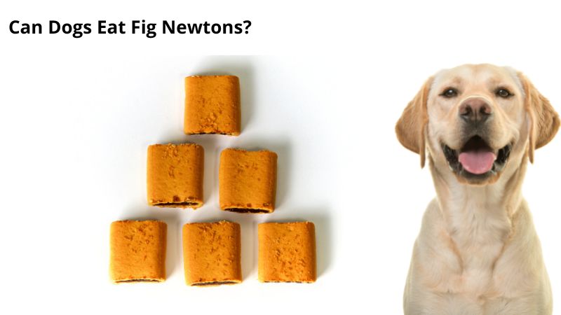 are fig newton cookies bad for dogs