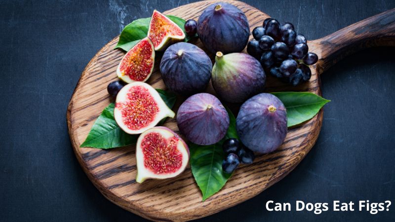 Can Dogs Eat Figs