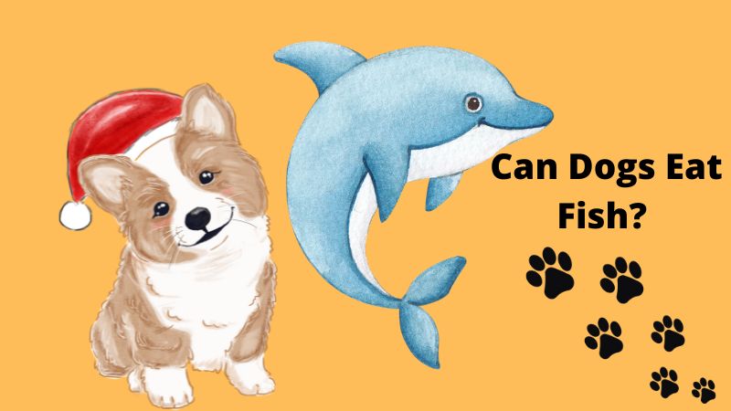 Can Dogs Eat Fish?REASONS WHY DOGS SHOULD EAT FISH