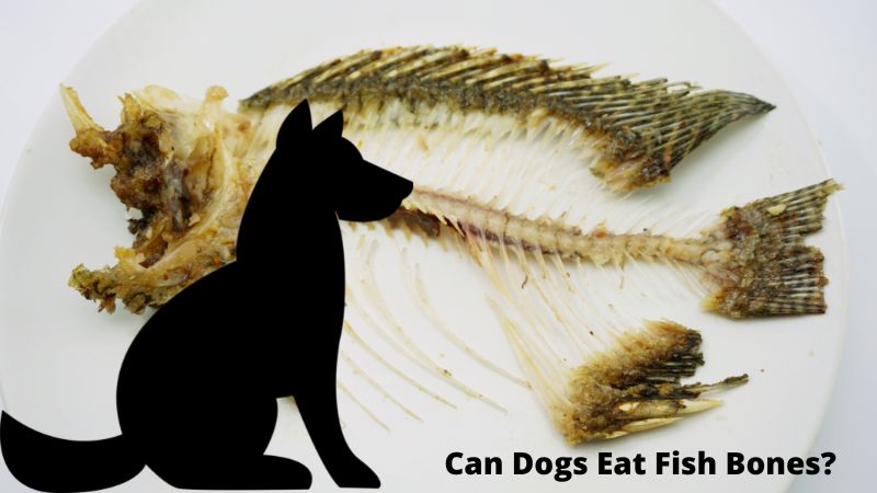 Can Dogs Eat Fish Bones?Is this harmful?