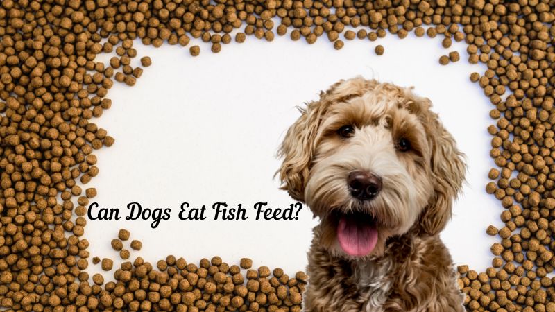 Can Dogs Eat Fish Feed?
