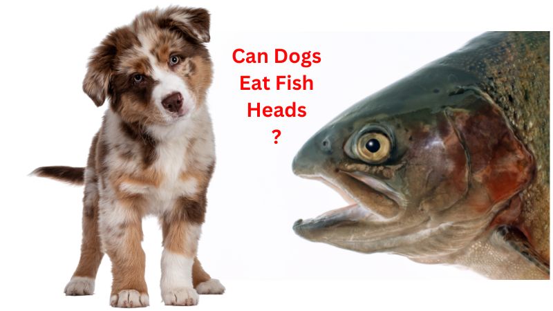 Can Dogs Eat Fish Heads?