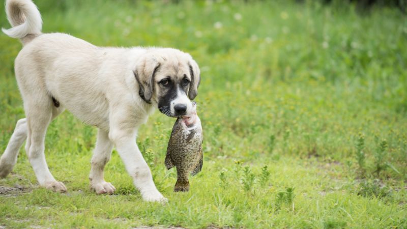 Can Dogs Eat Fish Oil 