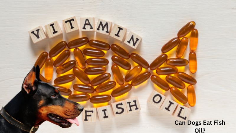 Can Dogs Eat Fish Oil
