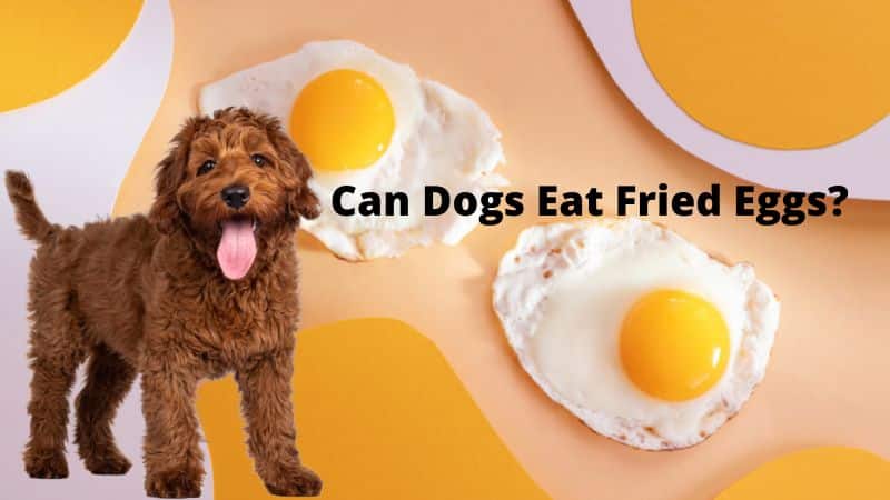 Can Dogs Eat Fried Eggs