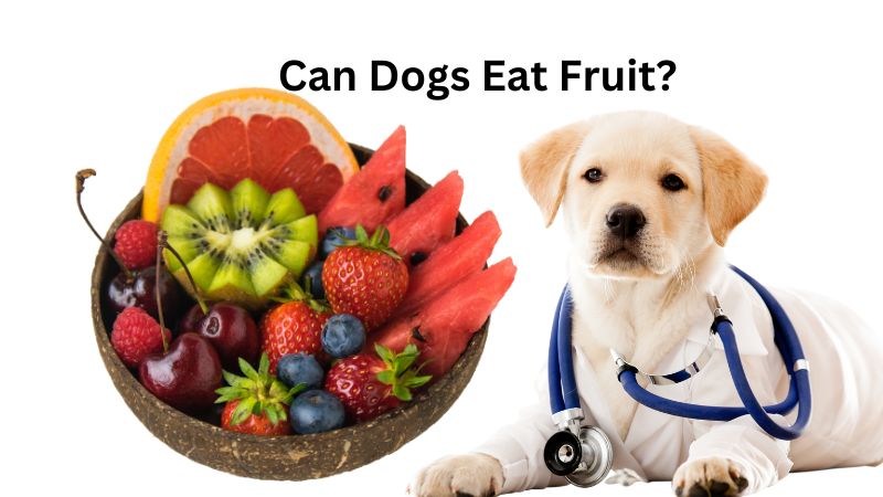 Can Dogs Eat Fruit?Read This Before You Give Them One!