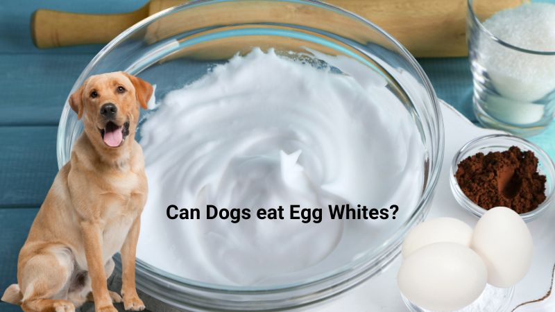 Can Dogs eat Egg Whites?Canine Diet & Health