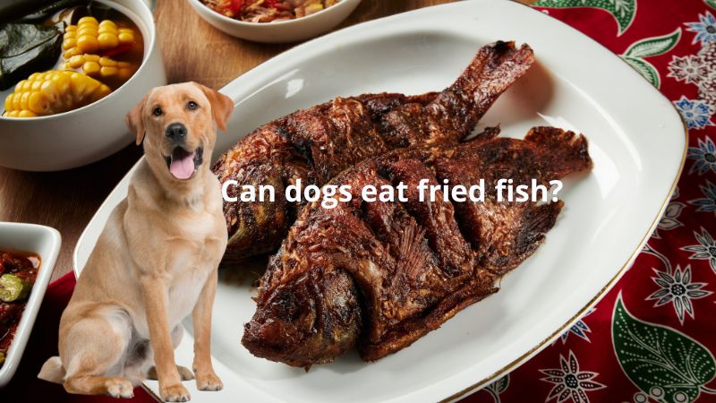 Can dogs eat fried fish?