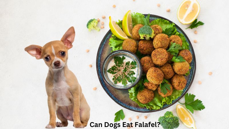 Can Dogs Eat Falafel