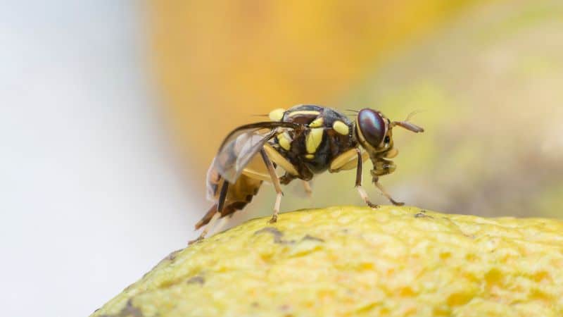 Can Dogs Eat Flies?