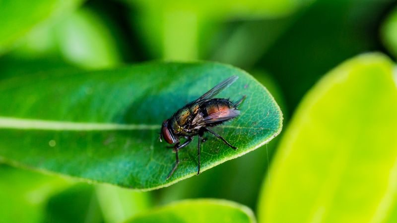 Can Dogs Eat Flies?