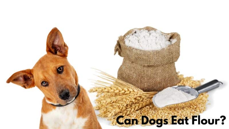 Can Dogs Eat Flour?