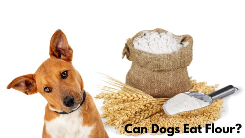 Can Dogs Eat Flour?Here’s All You Should Know!