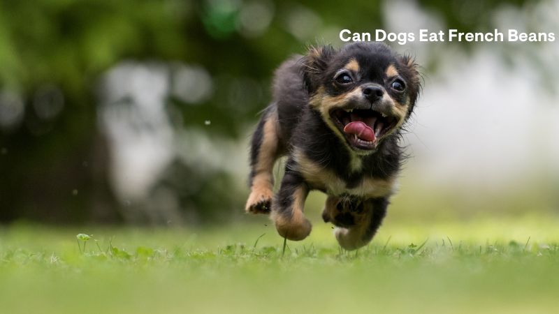 Can Dogs Eat French Beans (raw)?