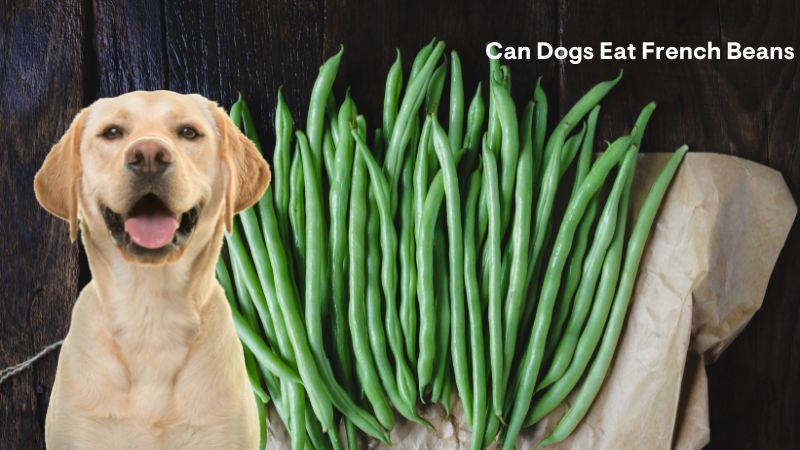 French beans are an excellent source of fiber and protein. Even though they have the advantage of being able to be fed to your dog, too much can cause diarrhea and vomiting, so make sure you give them an appropriate amount. Only the guardian can maintain the well-being of his canine.