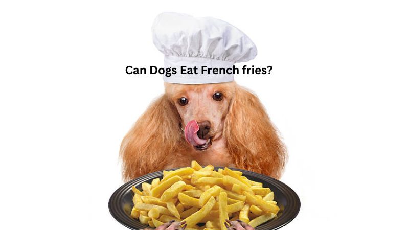 Can Dogs Eat French fries?