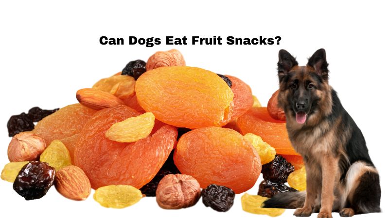 Can Dogs Eat Fruit Snacks?