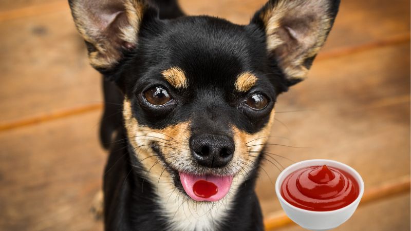 Can Dogs Eat Ketchup?