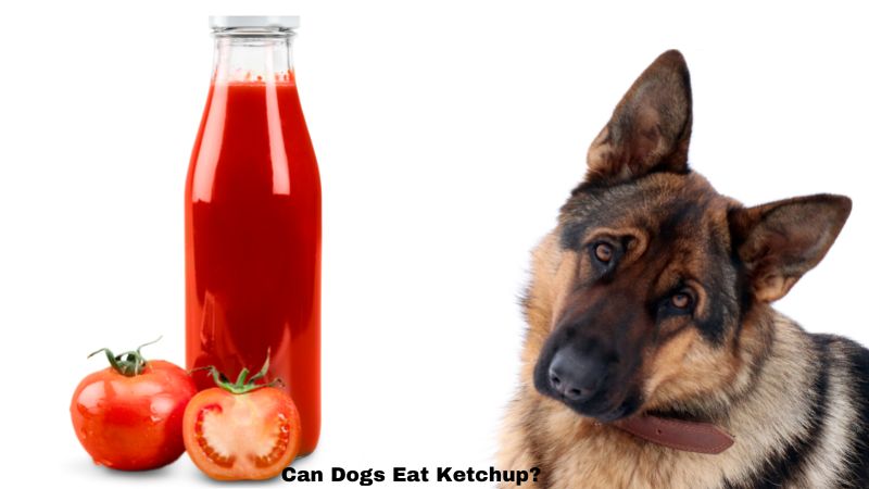 Can Dogs Eat Ketchup?Everything You Need To Know