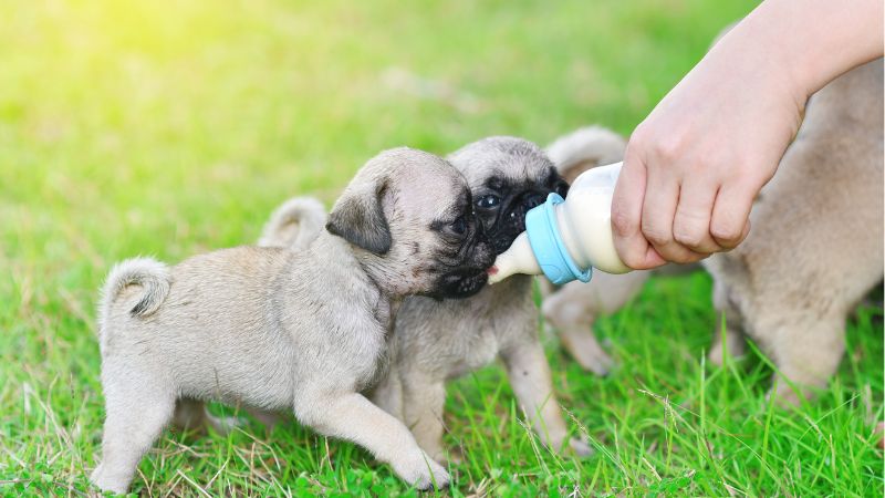 Can Dogs Drink Goat Milk
