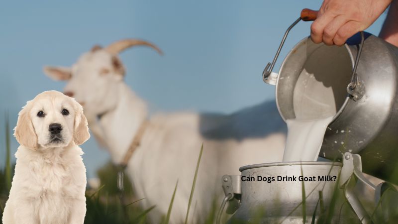 Can Dogs Drink Goat Milk?Are They Safe For Dogs?