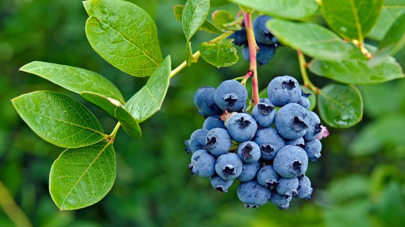 Can Dogs Eat Blueberries