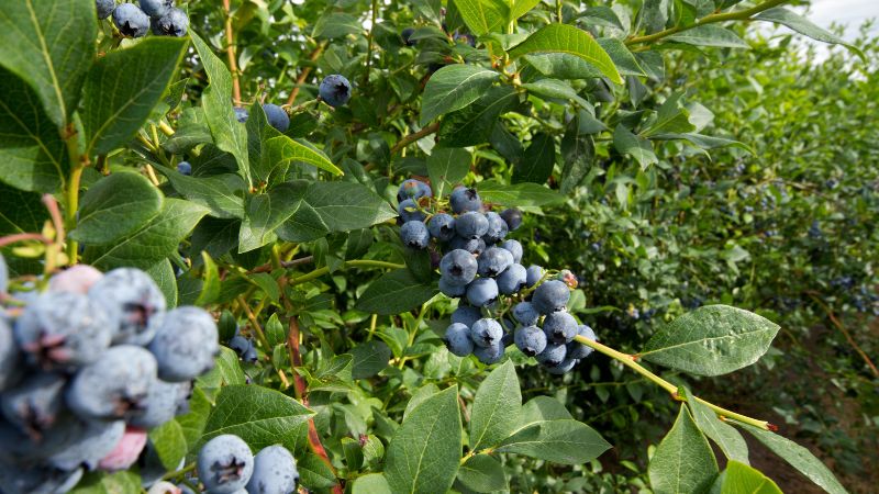 Can Dogs Eat Blueberries