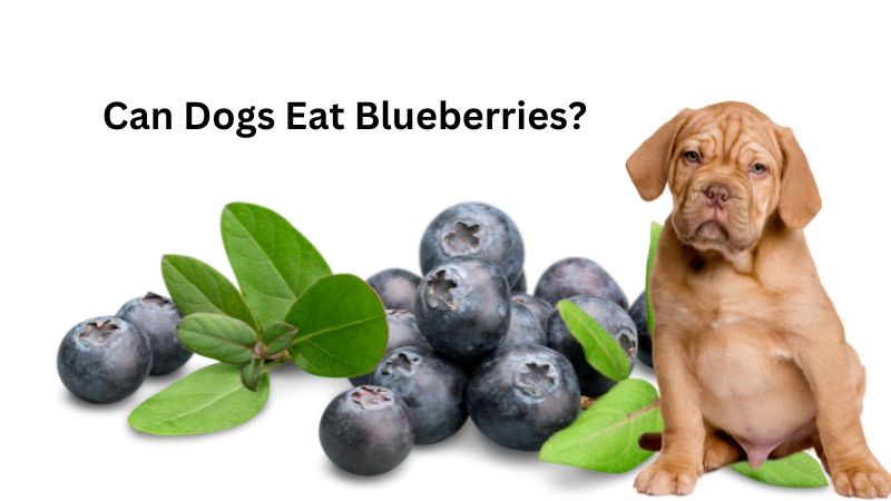 Can Dogs Eat Blueberries