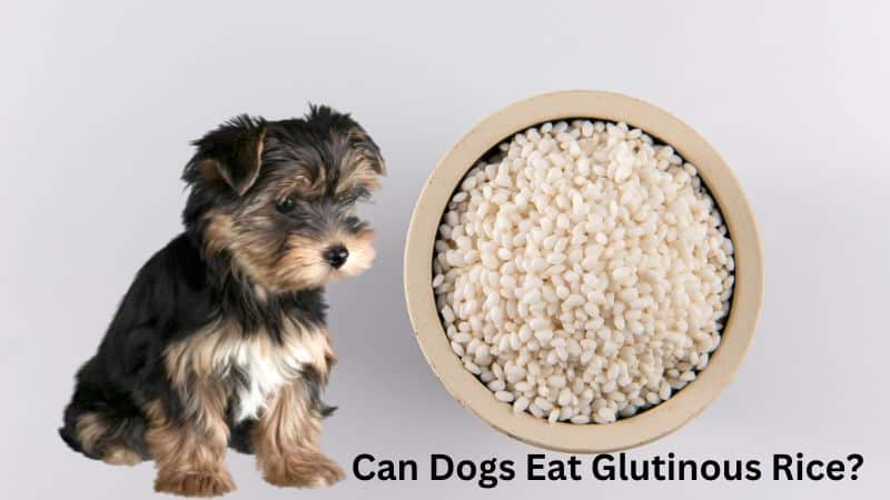 Can Dogs Eat Glutinous Rice?