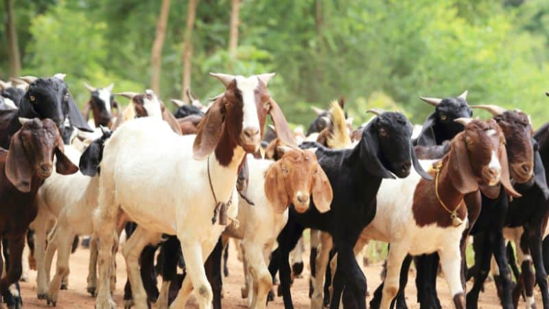 Can Dogs Eat Goat Cheese