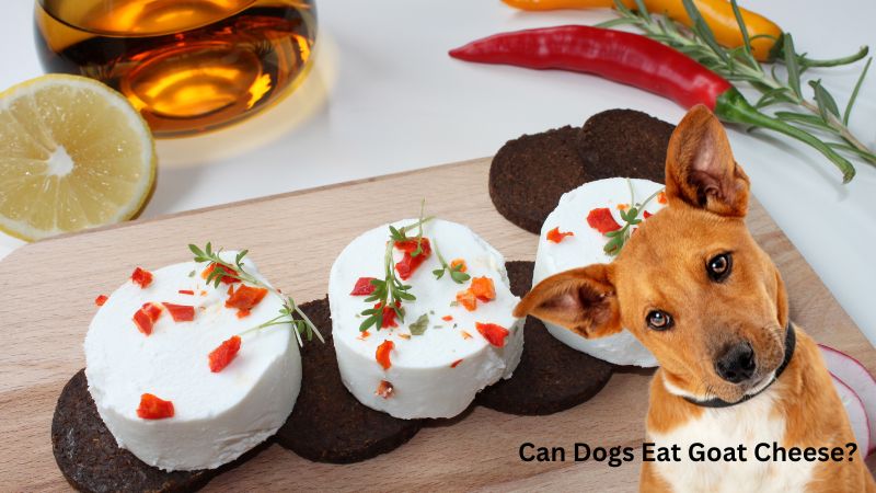 Can Dogs Eat Goat Cheese?