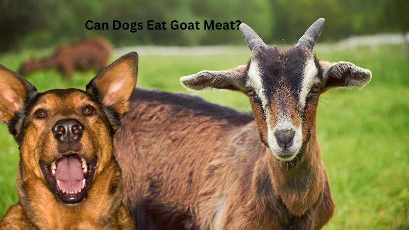 Can Dogs Eat Goat Meat?Here’s All You Should Know!