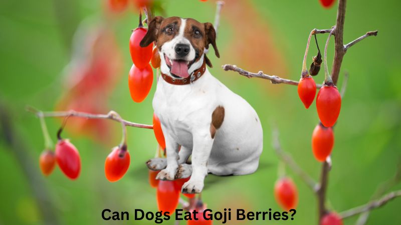 Can Dogs Eat Goji Berries?Are They Safe For Dogs?