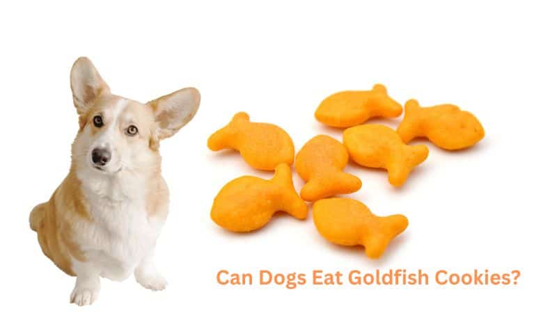 Can Dogs Eat Goldfish Cookies?