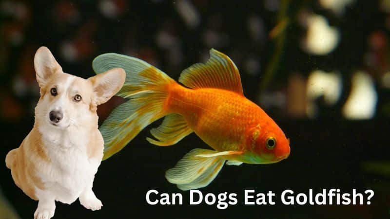Can Dogs Eat Goldfish?