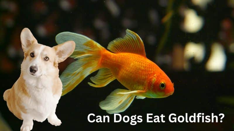 Can Dogs Eat Goldfish