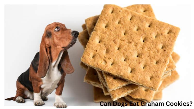 Can Dogs Eat Graham Cookies?