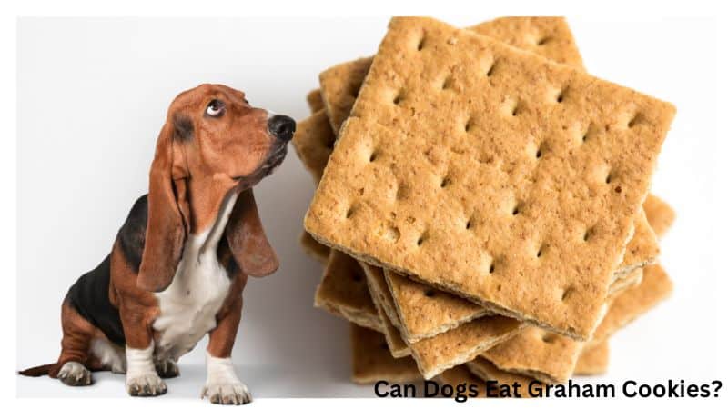 Can Dogs Eat Graham Cookies