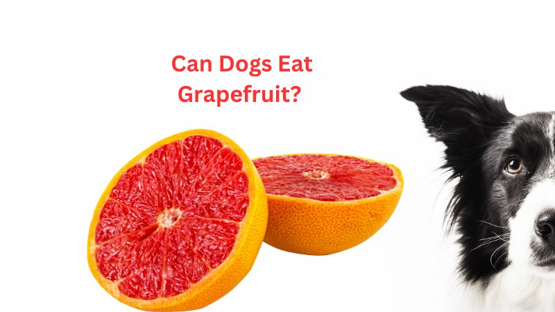 Can Dogs Eat Grapefruit?A Comprehensive Guide