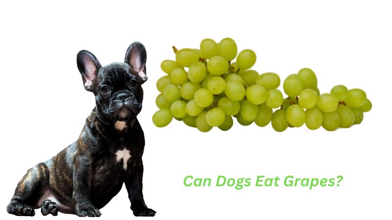 Can Dogs Eat Grapes?Signs & Symptoms to Watch For