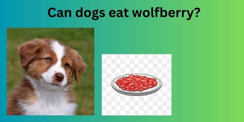 Can dogs eat wolfberry?